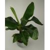 Bananenplant Musa dwarf cavendish XS kamerplant in antiq bronze bloempot